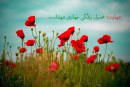 آرزوی شهادت …